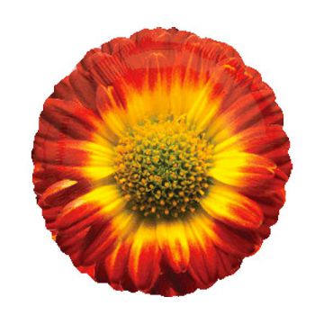 PALLONCINO ROSSO SUNFLOWER PZ.1